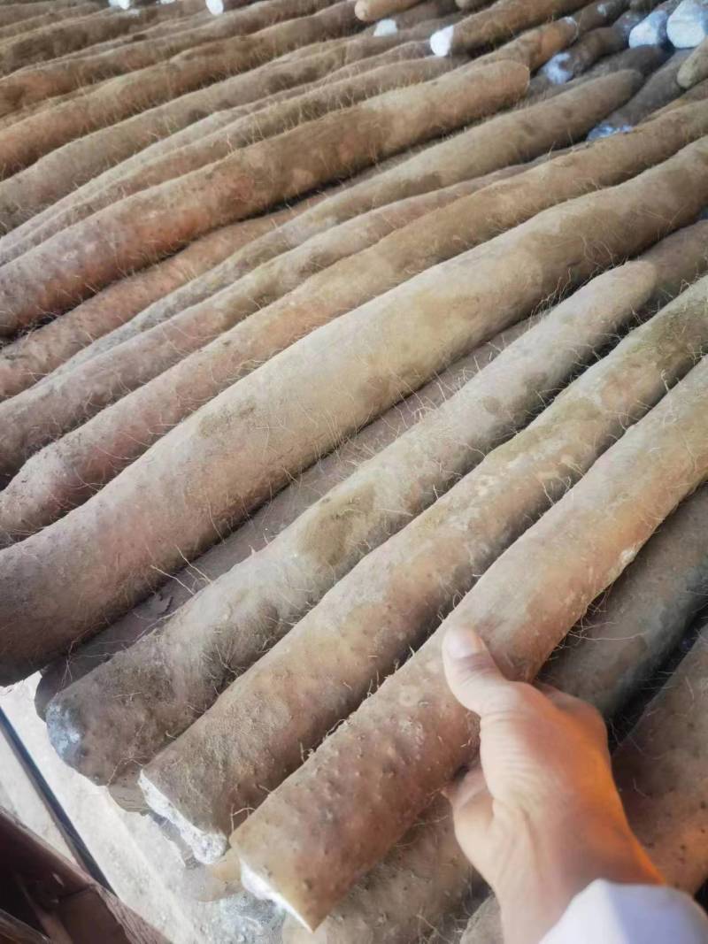 【推荐】湖北新鲜九斤黄山药量大价优品质保证对接全国