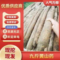 湖北新鲜九斤黄山药，湖北山药量大从优，品质保证