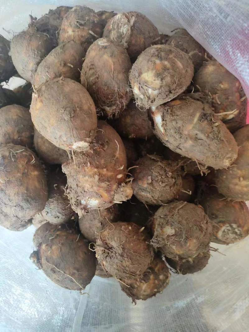 福建芋头，精品毛芋头，大量现货供应，规格齐全，代发全国