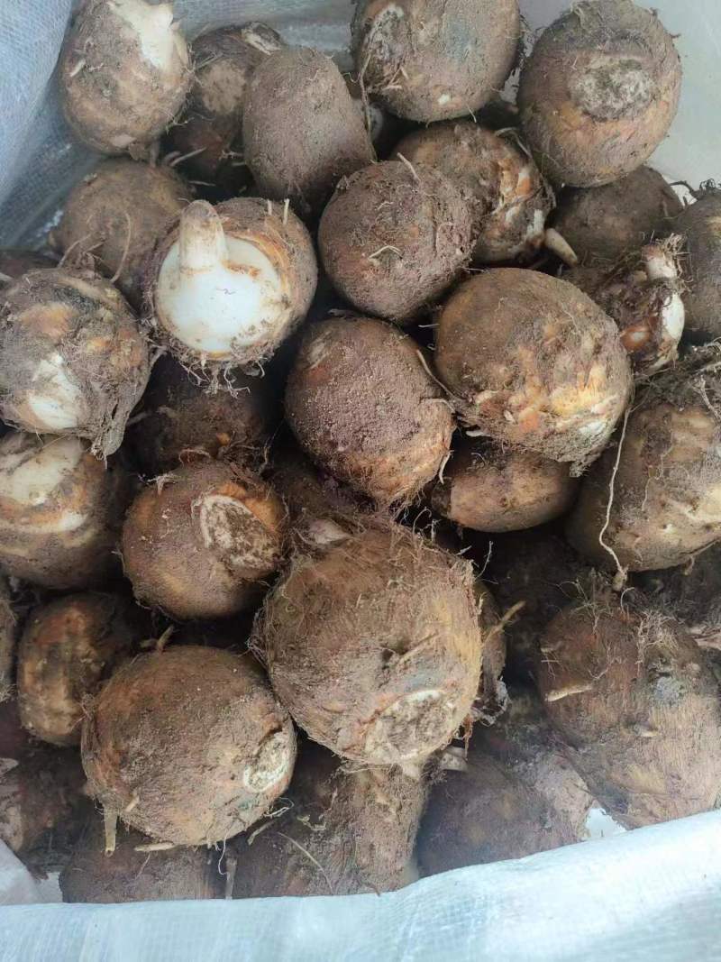 福建芋头，精品毛芋头，大量现货供应，规格齐全，代发全国