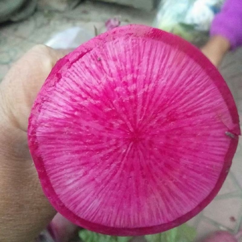 凤梨水果萝卜种子紫皮紫肉根皮光滑口感脆甜多汁无辣味