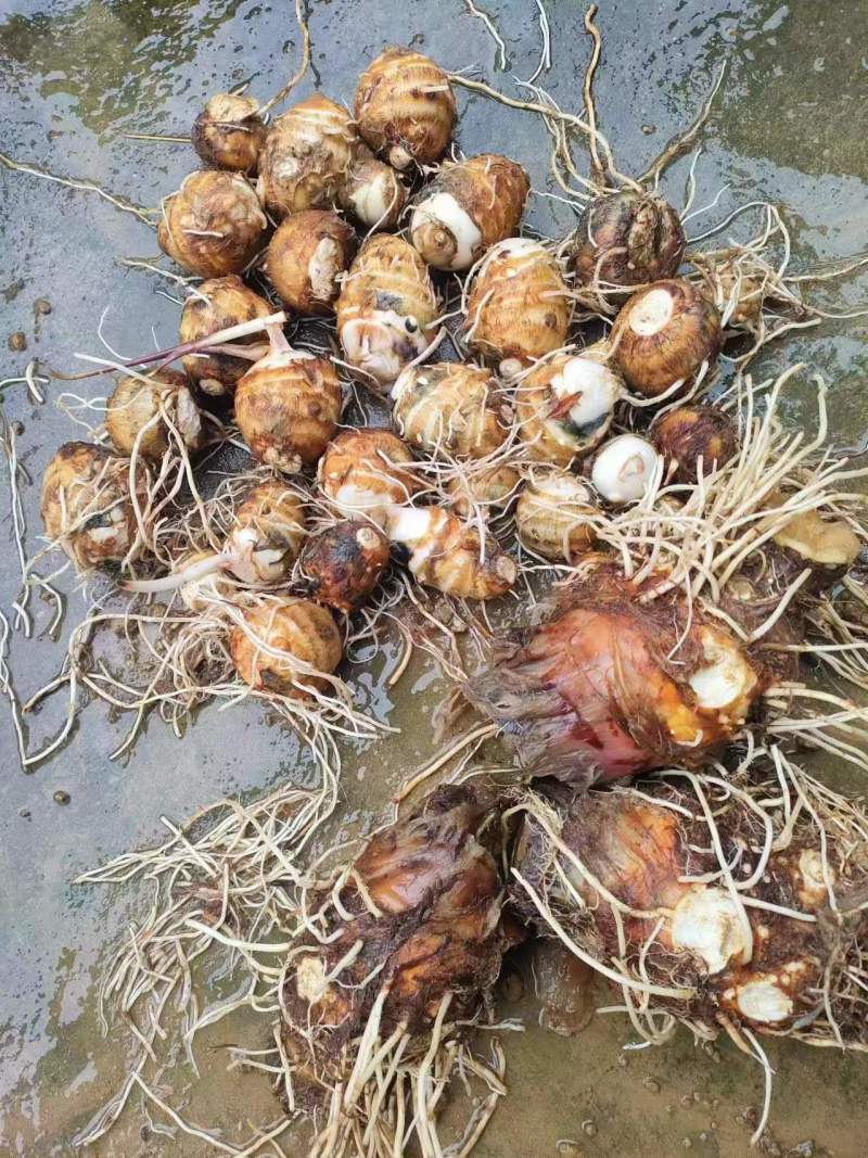 福建芋头，精品毛芋头，大量现货供应，规格齐全，代发全国