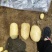 【推荐】精品黄心土豆玉田土豆基地货源品质保障