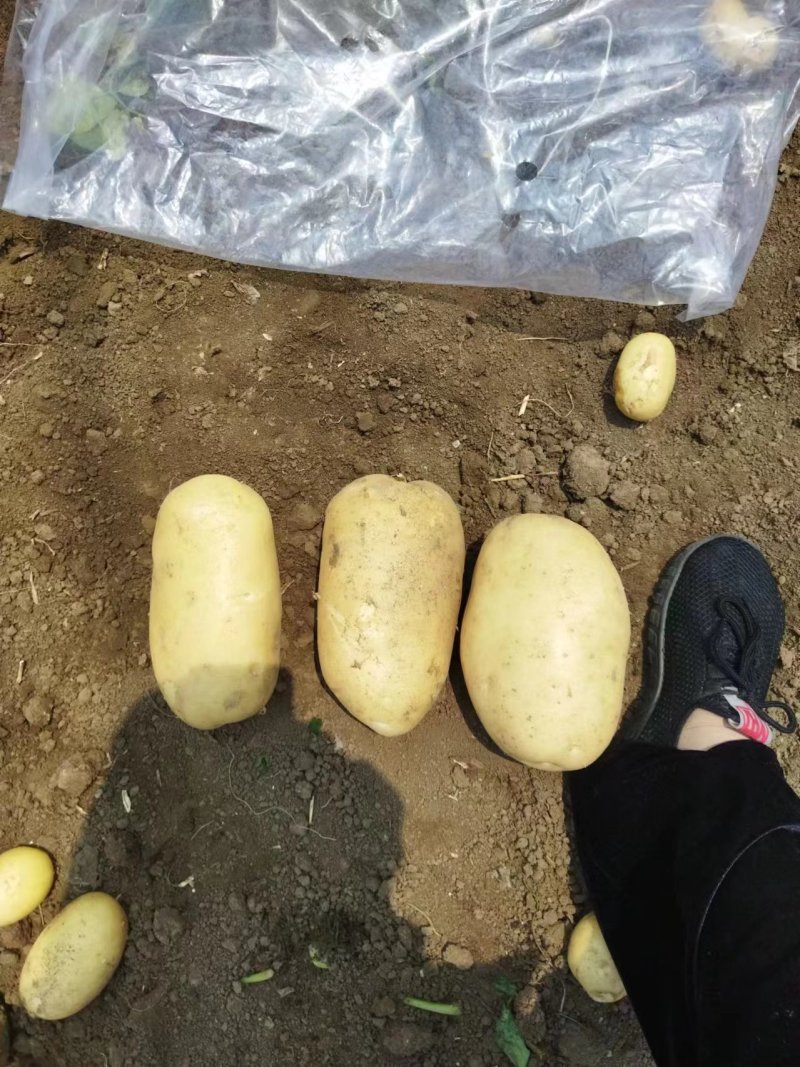 【推荐】精品黄心土豆玉田土豆基地货源品质保障