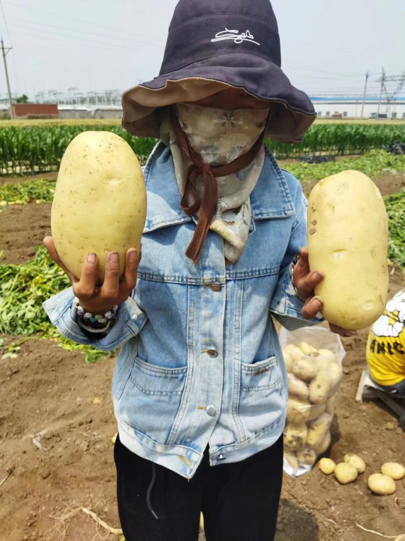 【推荐】精品黄心土豆玉田土豆基地货源品质保障
