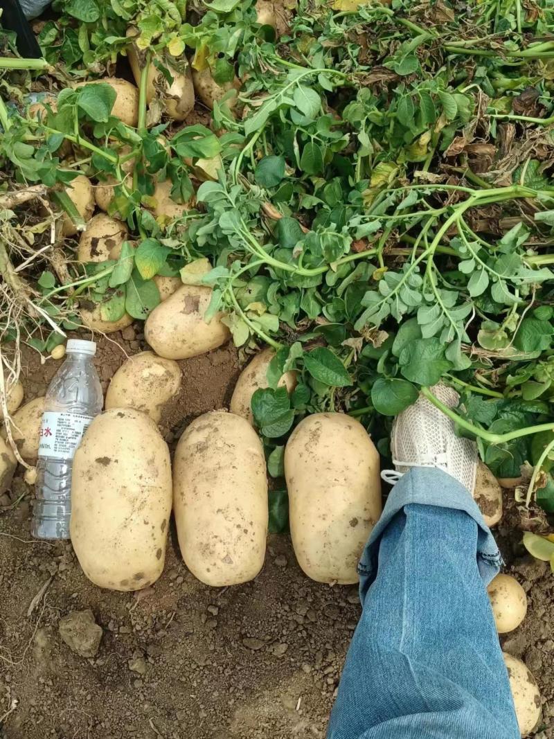 【推荐】精品黄心土豆玉田土豆基地货源品质保障