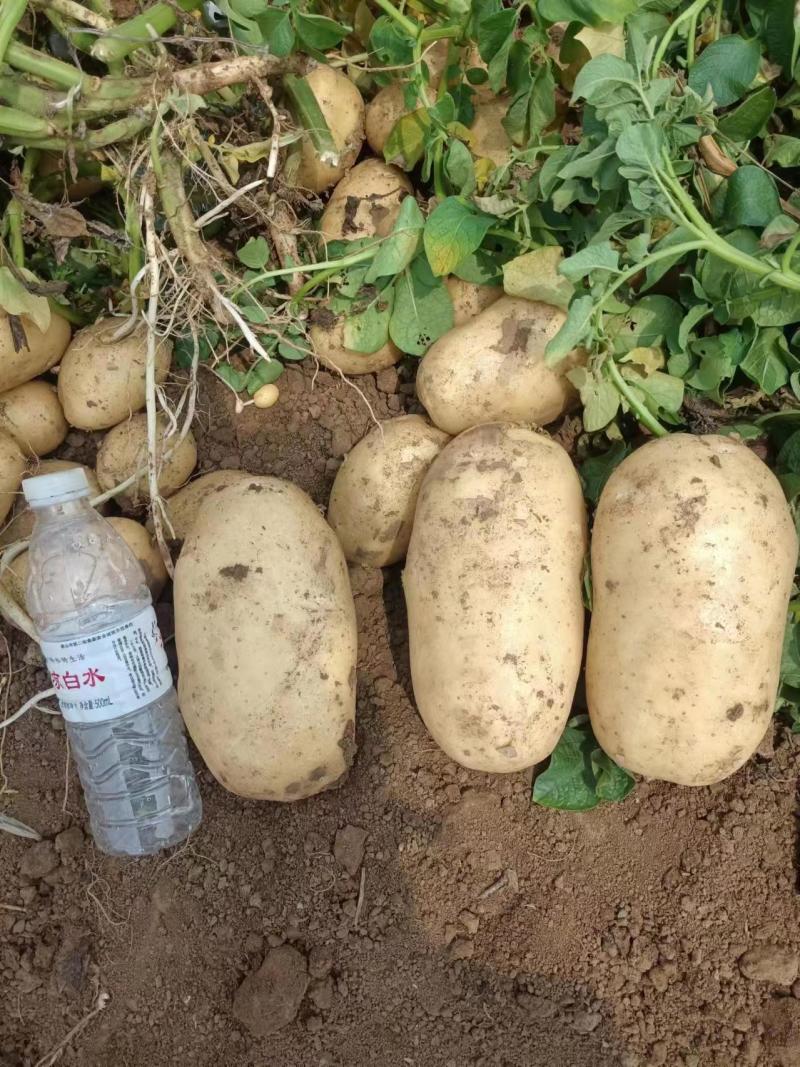 【推荐】精品黄心土豆玉田土豆基地货源品质保障