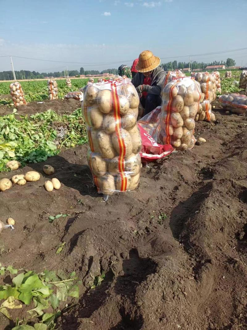 【推荐】精品黄心土豆玉田土豆基地货源品质保障