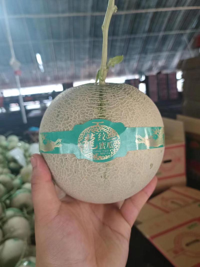 网纹蜜瓜山东产地直供甜度高价格低规格齐全欢迎咨询