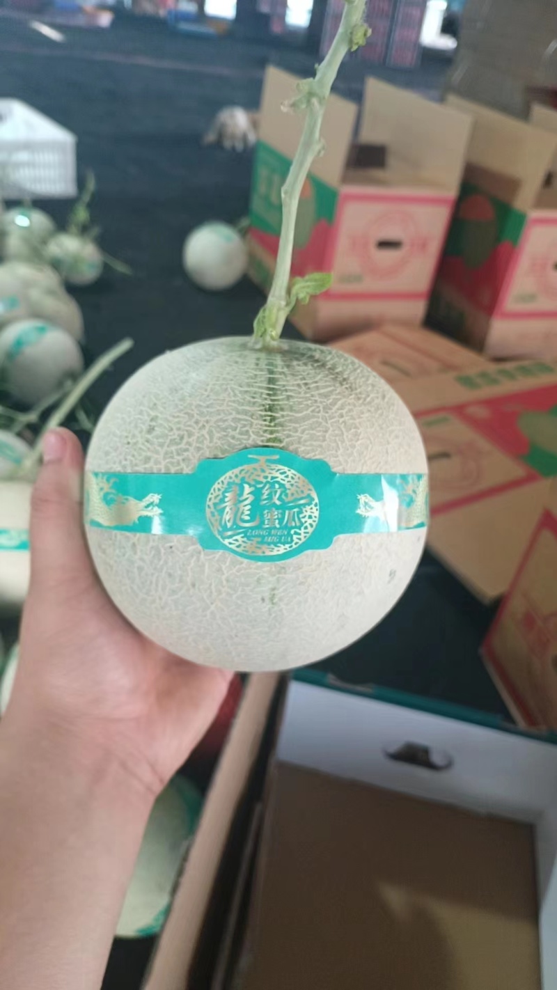 网纹蜜瓜山东产地直供甜度高价格低规格齐全欢迎咨询