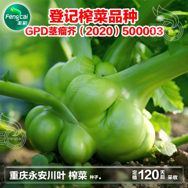 重庆永安川叶榨菜种子茎瘤近圆形口感脆嫩味道清香