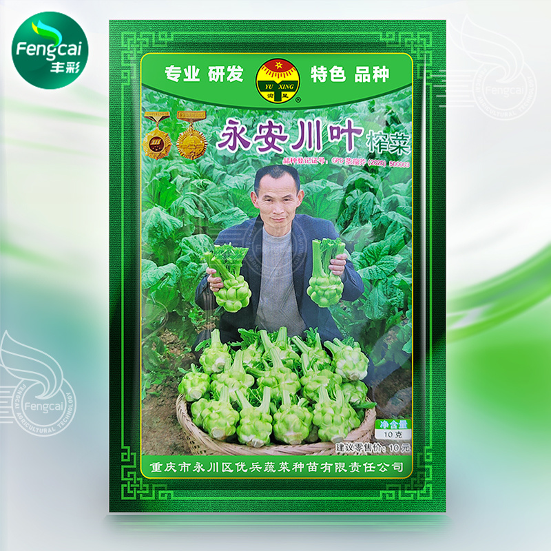 重庆永安川叶榨菜种子茎瘤近圆形口感脆嫩味道清香