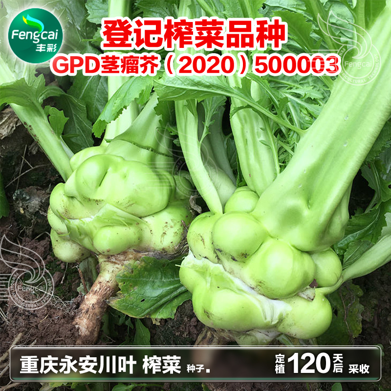 重庆永安川叶榨菜种子茎瘤近圆形口感脆嫩味道清香