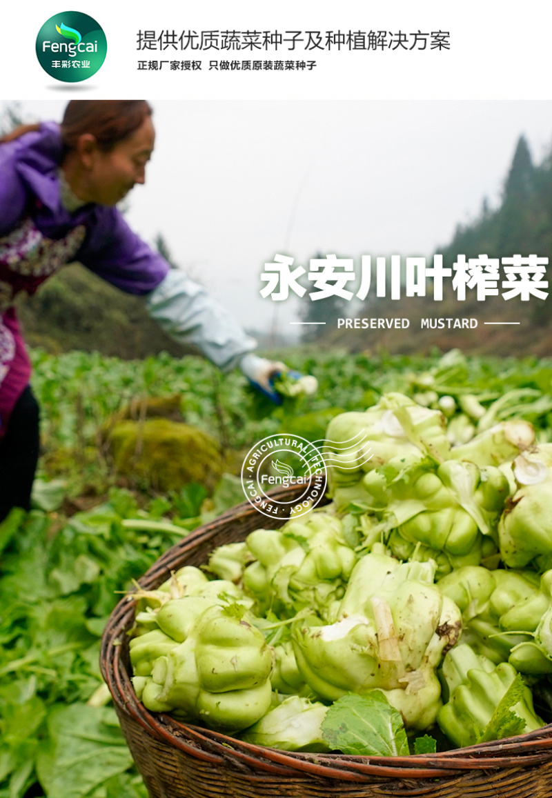重庆永安川叶榨菜种子茎瘤近圆形口感脆嫩味道清香