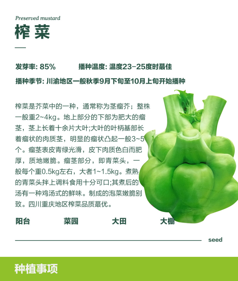 重庆永安川叶榨菜种子茎瘤近圆形口感脆嫩味道清香