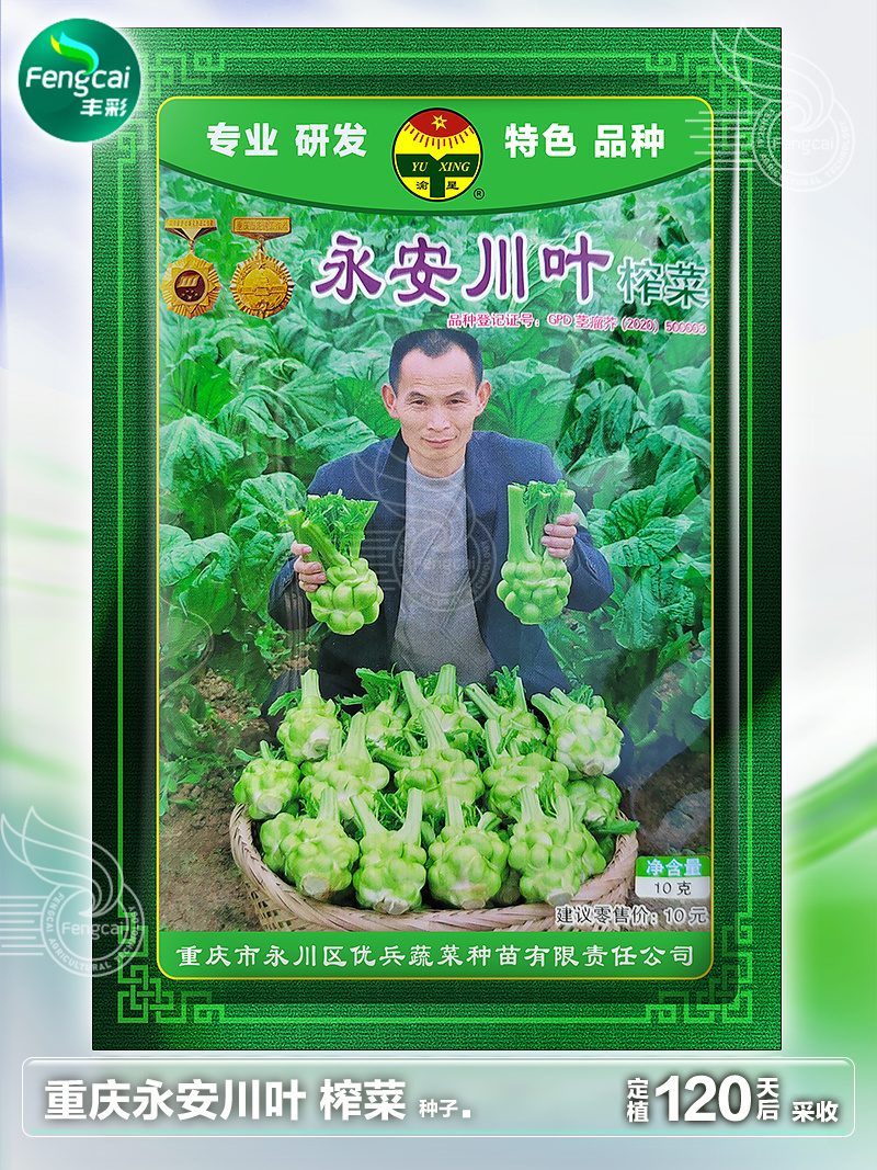 重庆永安川叶榨菜种子茎瘤近圆形口感脆嫩味道清香