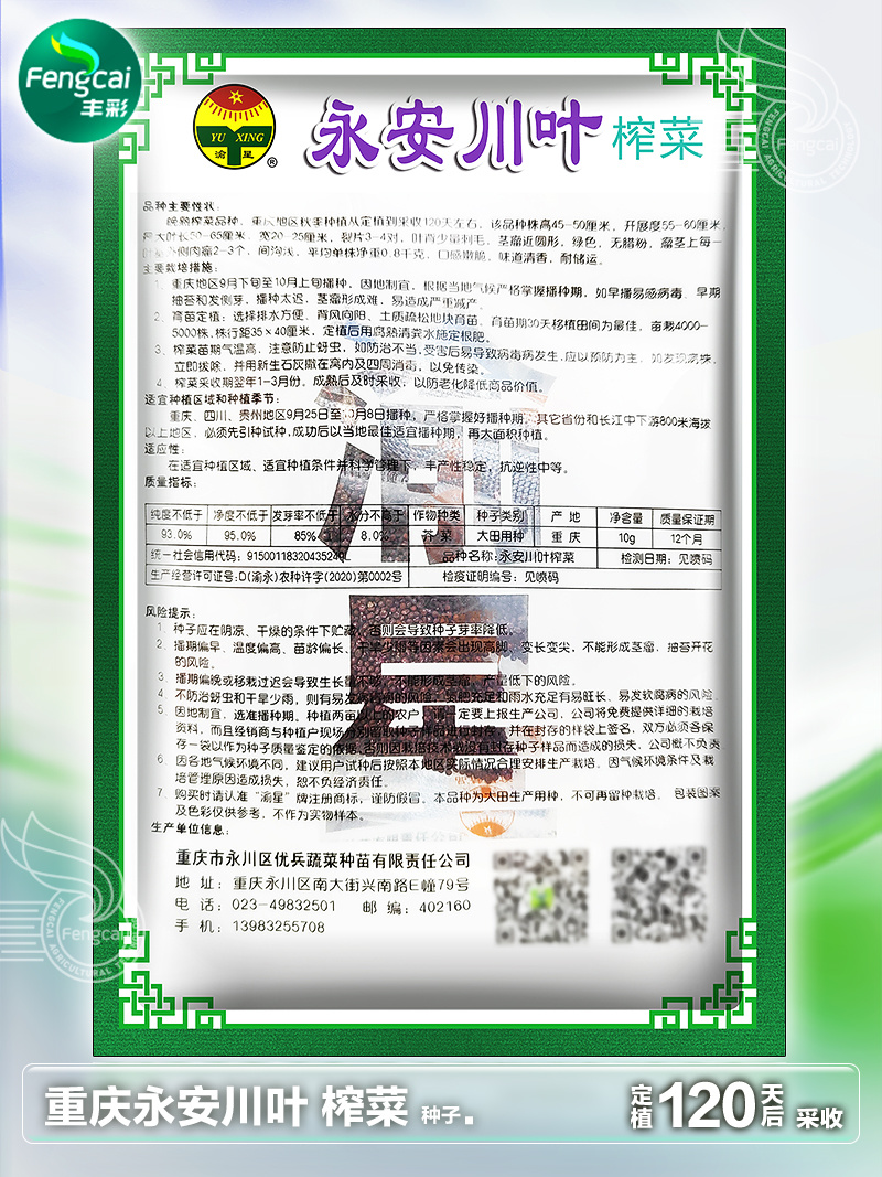 重庆永安川叶榨菜种子茎瘤近圆形口感脆嫩味道清香