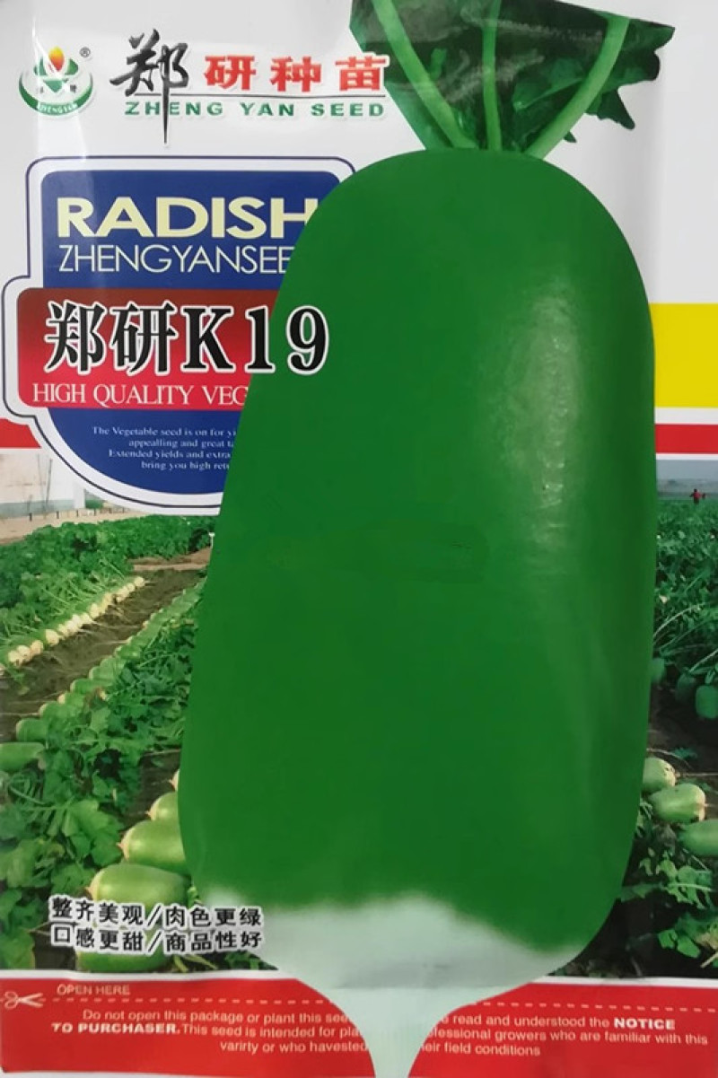 郑研K19萝卜种子青萝卜种子青皮青肉脆甜味美