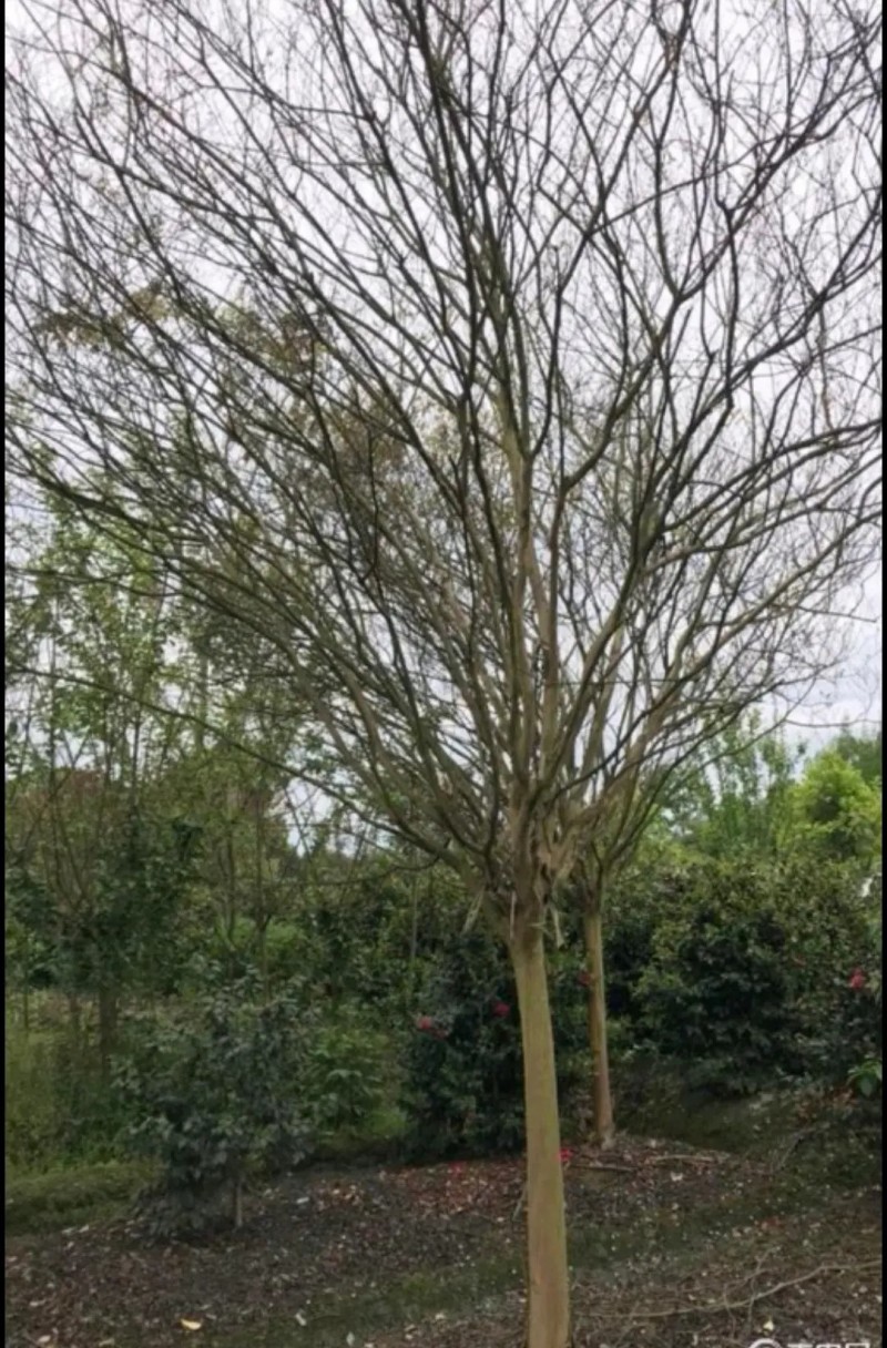 【推荐】贵州紫薇树红色白色紫色产地现挖成活率高欢迎致电