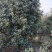 【桂花树】桂花树金桂树自家种植大量有货现挖现发