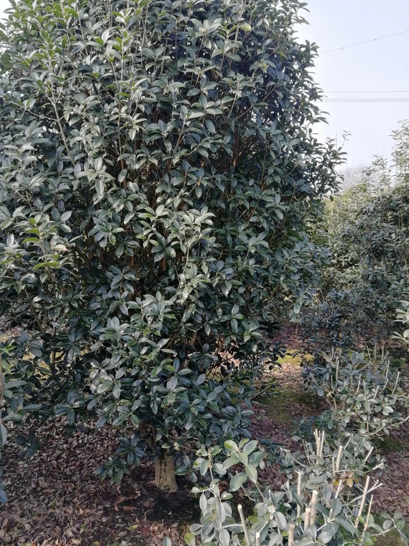 【桂花树】桂花树金桂树自家种植大量有货现挖现发