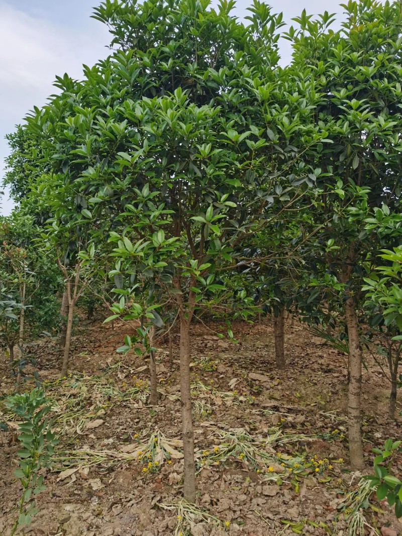 【桂花树】桂花树金桂树自家种植大量有货现挖现发