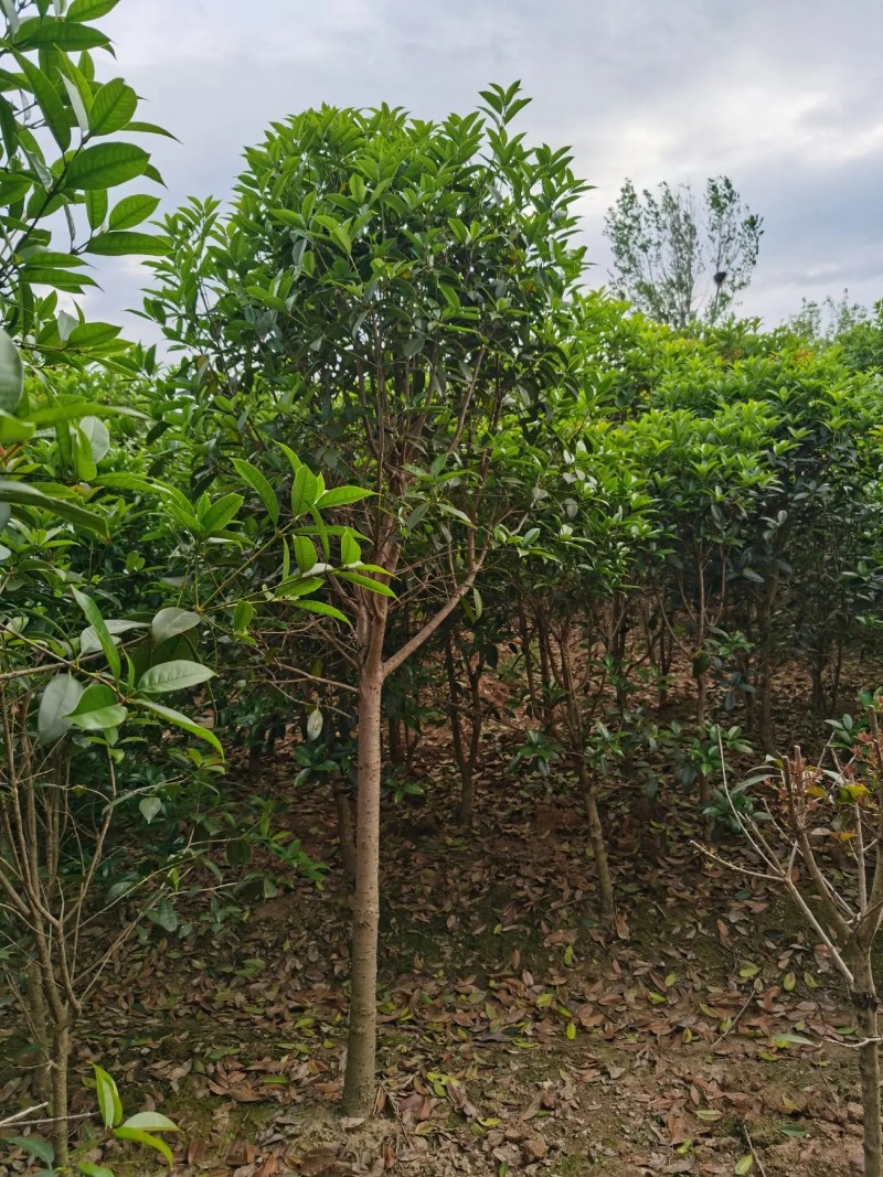 【桂花树】桂花树金桂树自家种植大量有货现挖现发