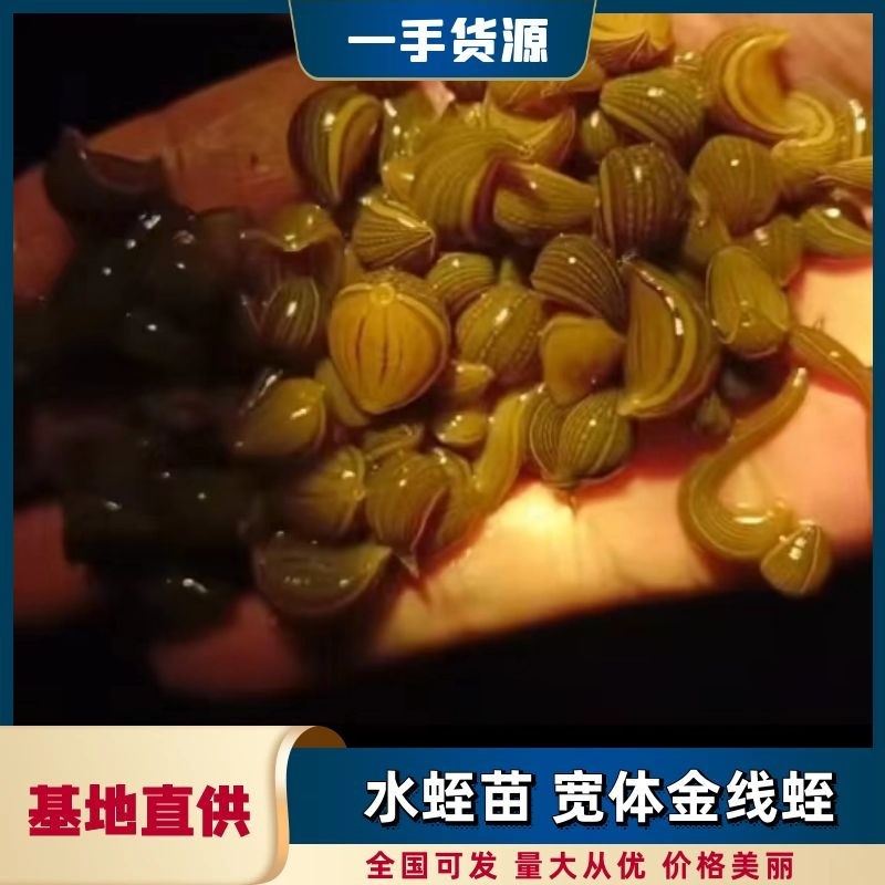 水蛭苗宽体金线蛭活体卵茧蚂蝗，厂家孵卵基地。欢迎来电