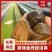 水蛭苗宽体金线蛭活体卵茧蚂蝗，厂家孵卵基地。欢迎来电