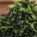 脱水青梗菜脱水青菜粒烘干青梗菜干制品