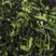 脱水青梗菜脱水青菜粒烘干青梗菜干制品