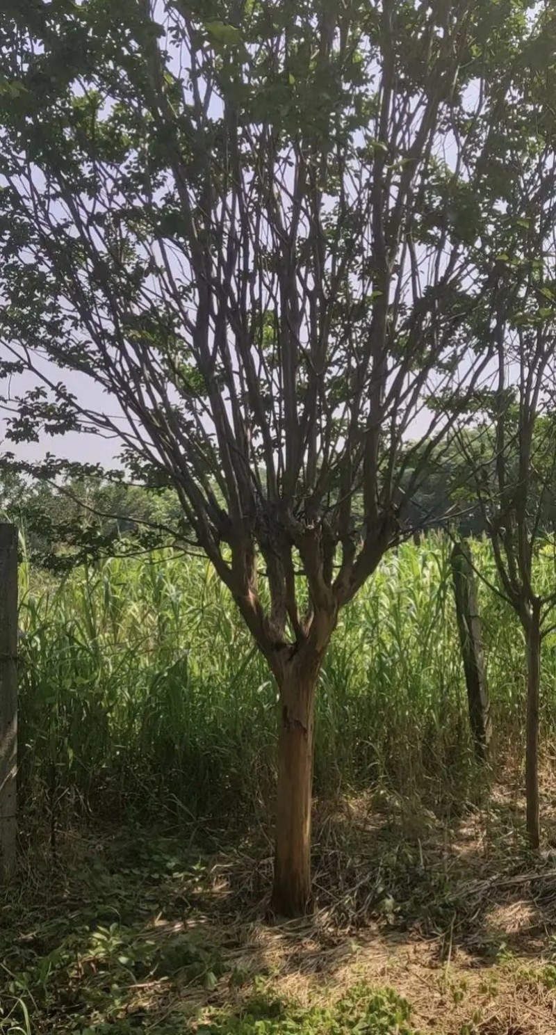 【推荐】贵州紫薇树红花白花产地现挖规格多成活率高欢迎致电