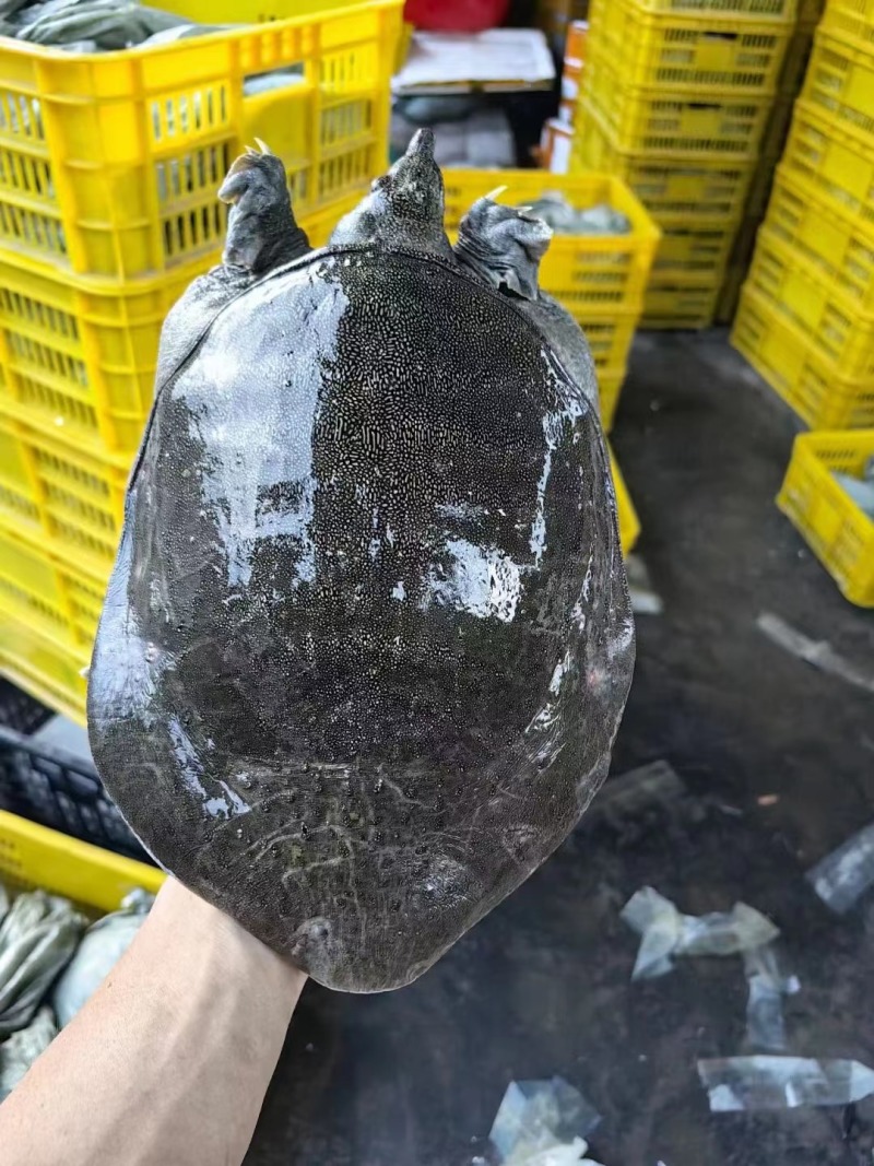 老甲鱼公母都有规格齐全自己万亩养殖基地货源充足