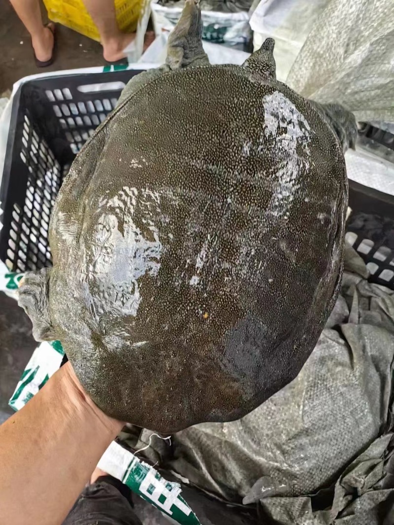 老甲鱼公母都有规格齐全自己万亩养殖基地货源充足
