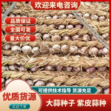 临清辫子蒜紫皮蒜种大量供货中欢迎致电联系