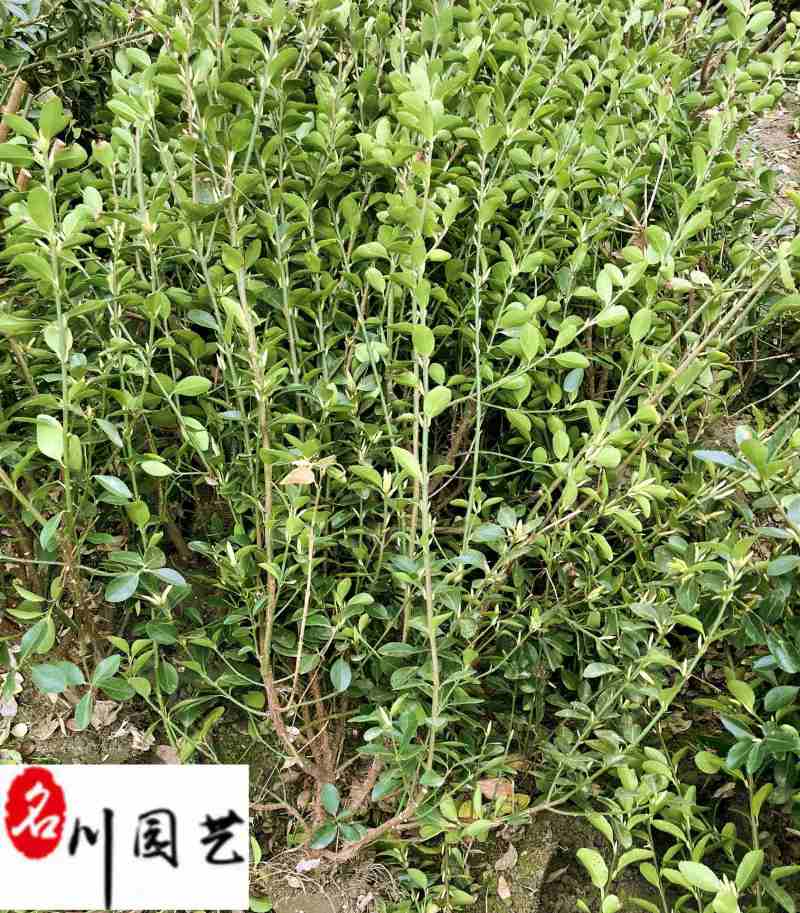 大叶黄杨绿篱自产自销60-160公分常绿工程绿篱绿化