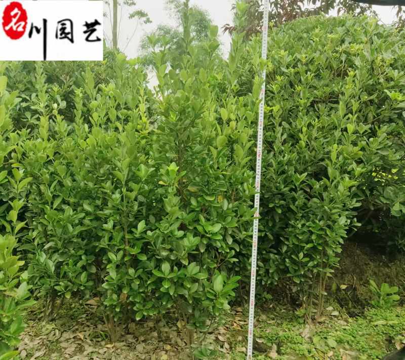 大叶黄杨绿篱自产自销60-160公分常绿工程绿篱绿化
