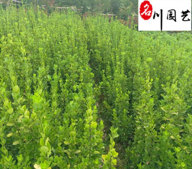 大叶黄杨绿篱自产自销60-160公分常绿工程绿篱绿化