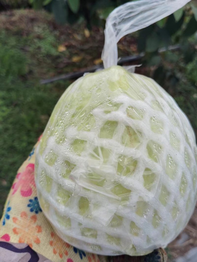 精品芭乐货源充足支持一件代发，社区团购，空运班找物流。