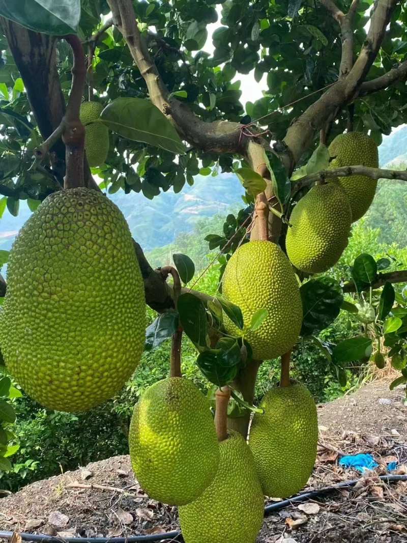 精品推荐云南泰8菠萝蜜大量有货一手货源全国发货