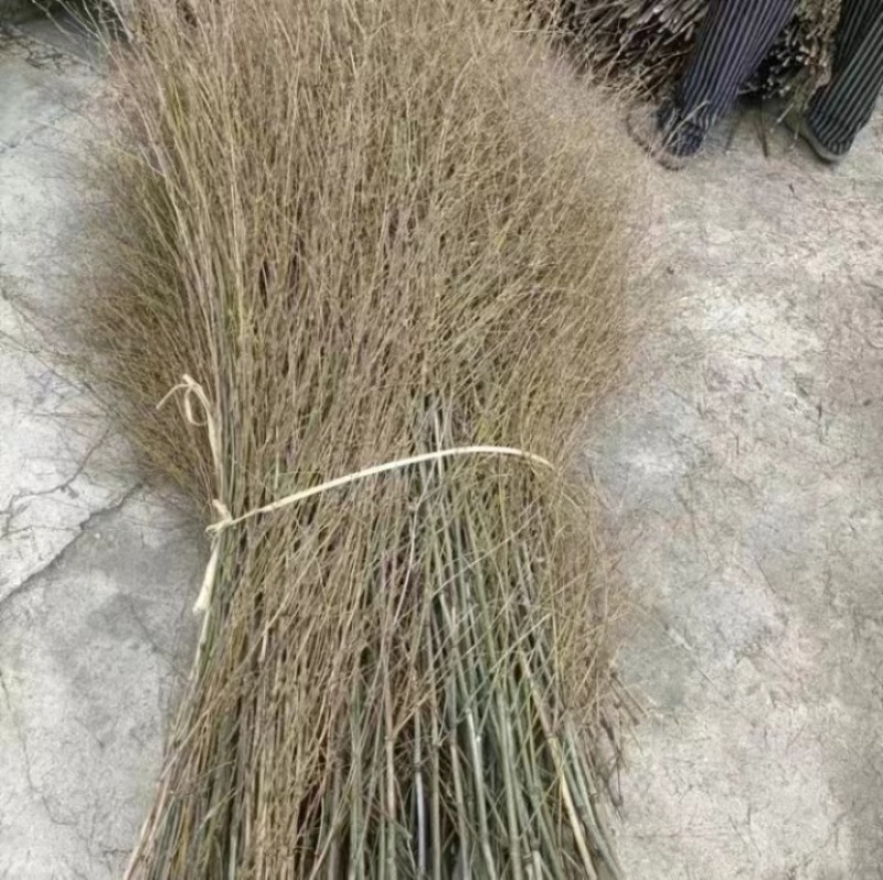 【扫帚】扫把竹技大量供应基地直发提供一条龙服务