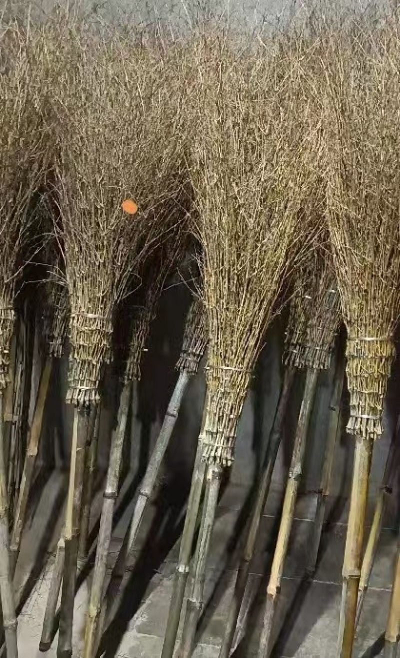 【扫帚】扫把竹技大量供应基地直发提供一条龙服务