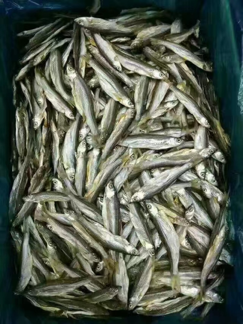 【推荐】优质调理糍粑刁子鱼保质保量价优代发全国欢迎