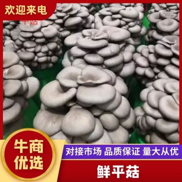 精品鲜平菇中大叶，货好从优，价格美丽，老板们快来下单
