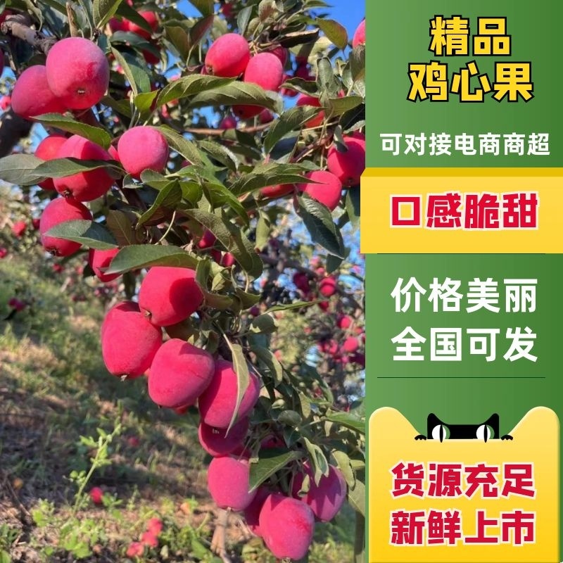 【推荐】开原精品K9苹果，鸡心果，123小苹果一手货源