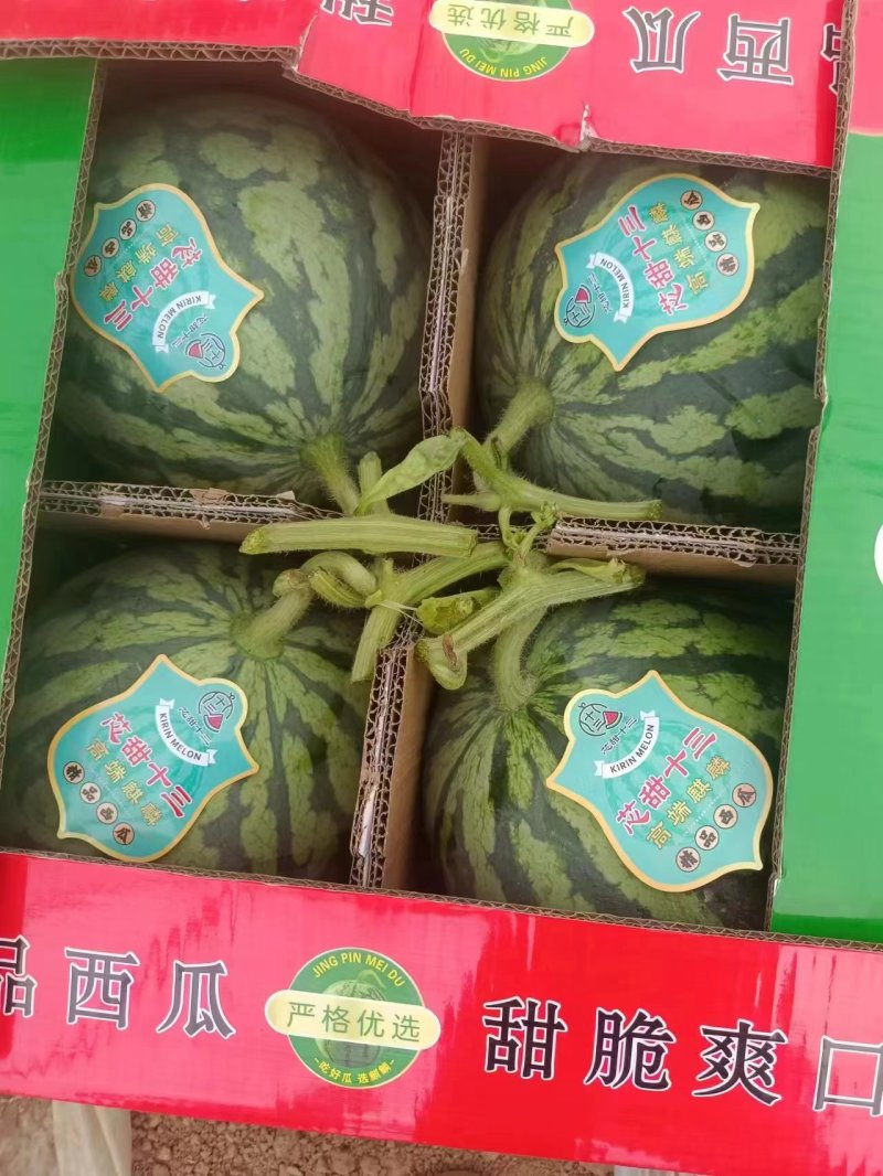 甘肃平凉精品无籽美都