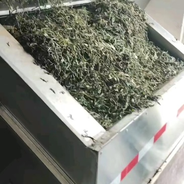 土山茶，八仙茶，春茶大量现货欢迎电联量大从优