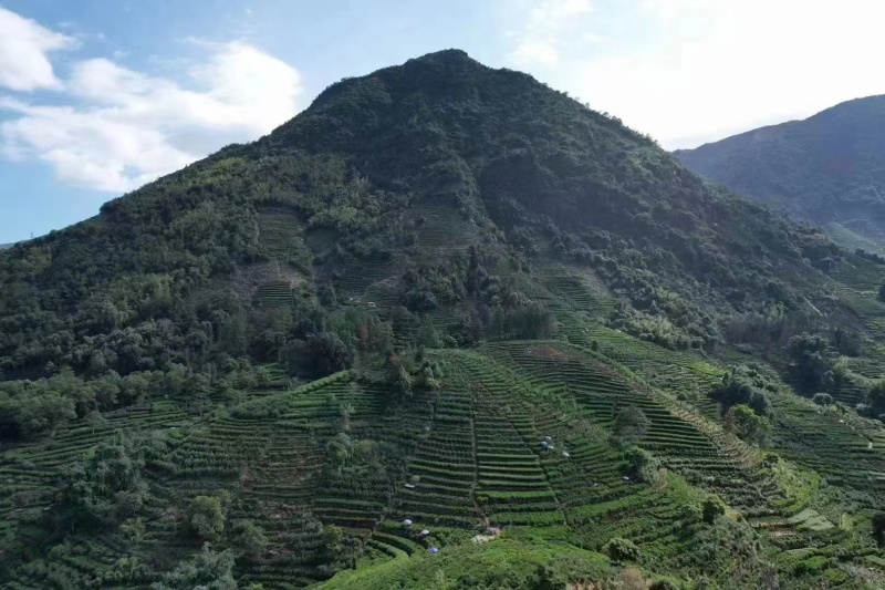 土山茶，八仙茶，春茶大量现货欢迎电联量大从优