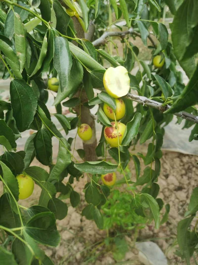 陕西大荔冬枣品质好个头大脆甜可远程看货欢迎联系