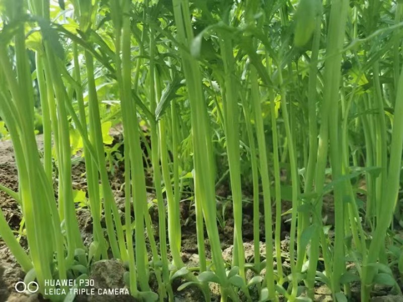 翠香浓光杆茼蒿种子小叶茼蒿种子嫩茎浅绿叶薄味香浓